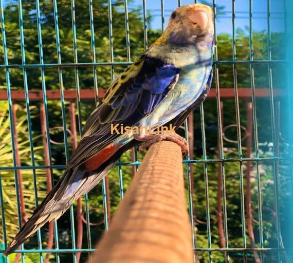 Parrot For Sale