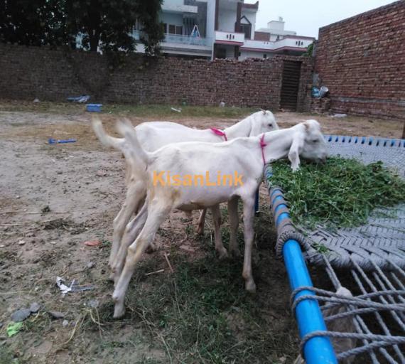 Goat For Sale