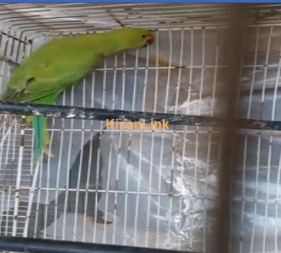 Parrot For Sale