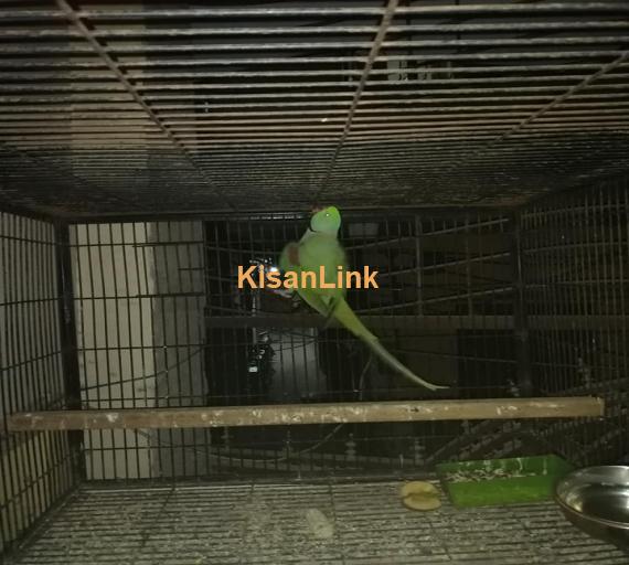 Parrot For Sale