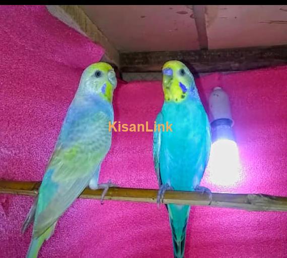 Parrot For Sale