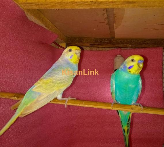 Parrot For Sale