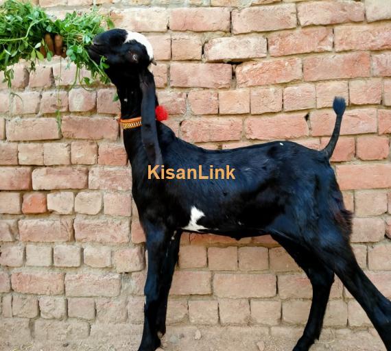 Goat For Sale
