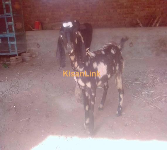 Goat For Sale