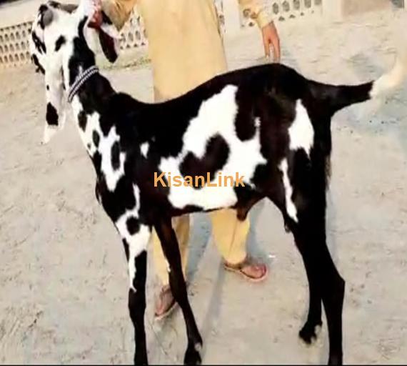 Goat For Sale