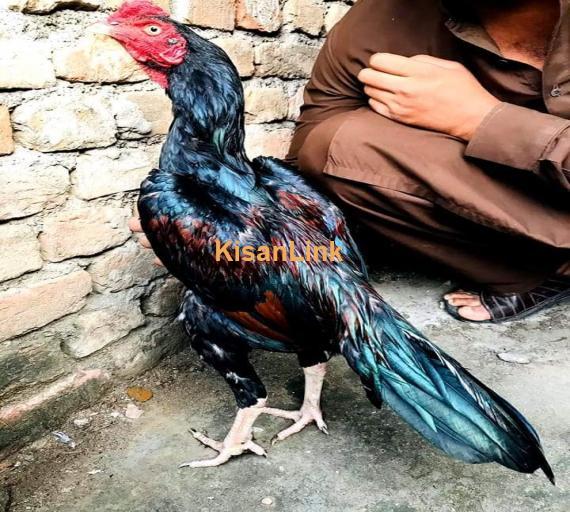 Aseel For Sale
