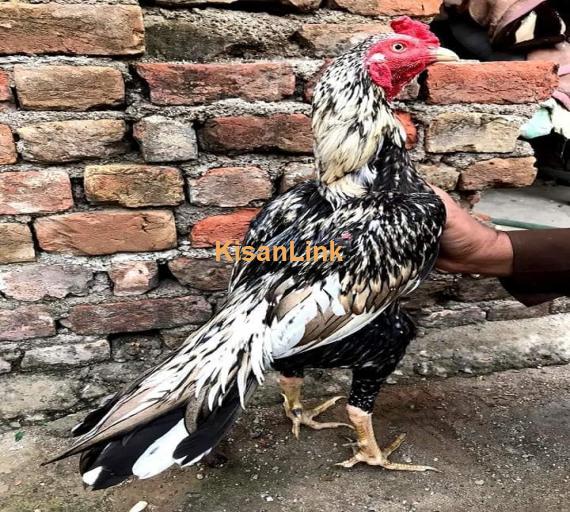 Aseel For Sale