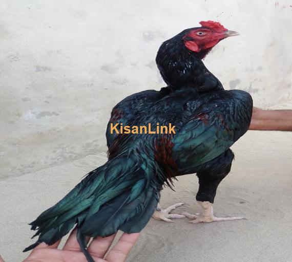 Aseel For Sale