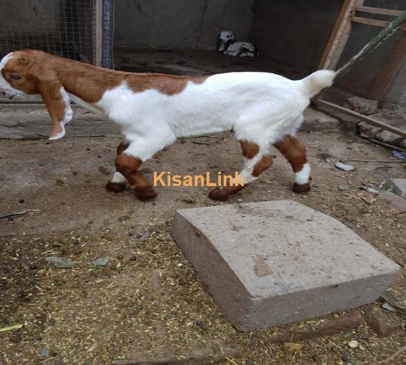 Goat For Sale