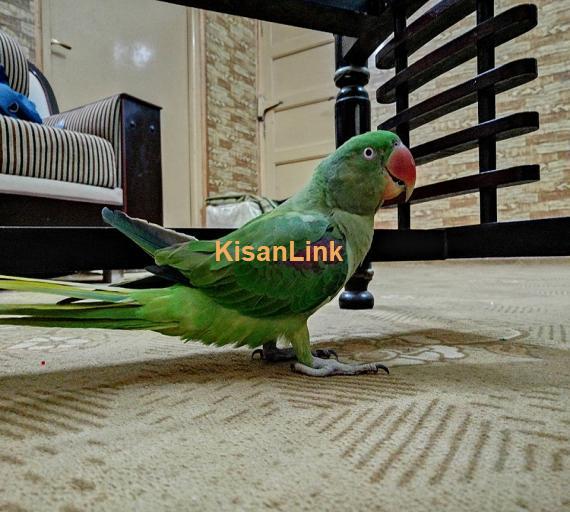 Parrot For Sale