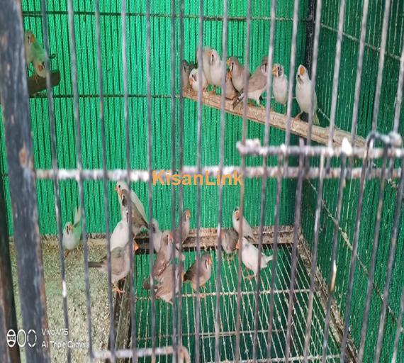 Finches For Sale