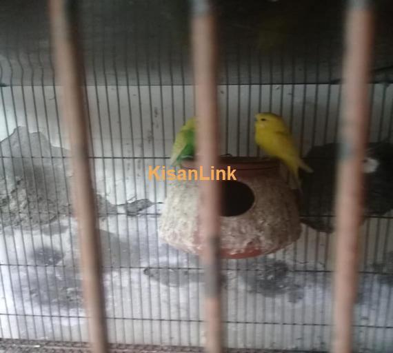 Parrot For Sale