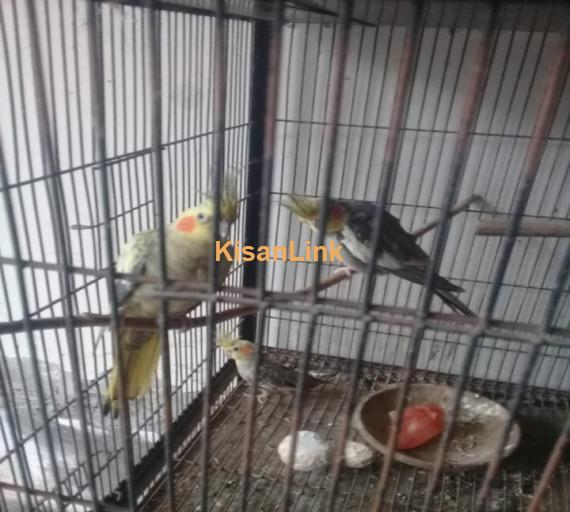 Parrot For Sale