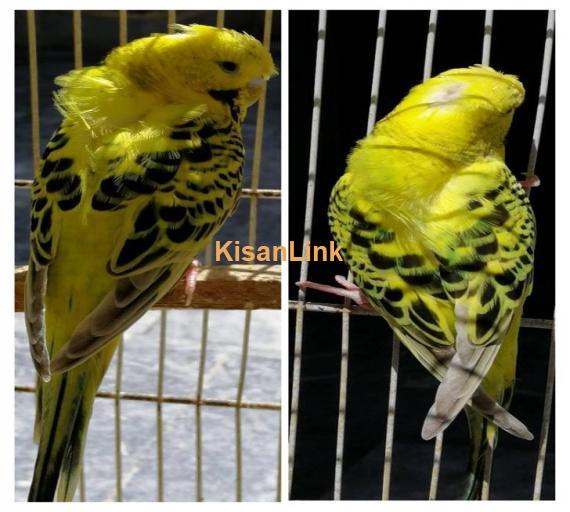 Parrot For Sale