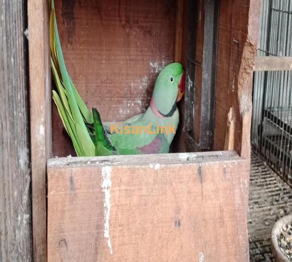 Parrot For Sale