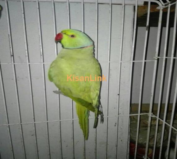 Parrot For Sale