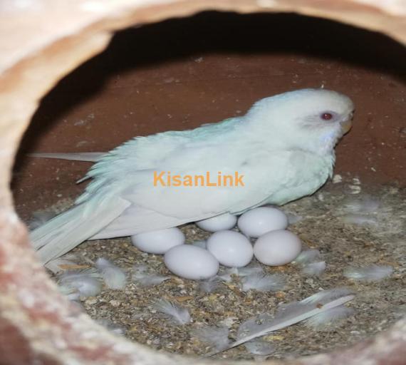Parrot For Sale