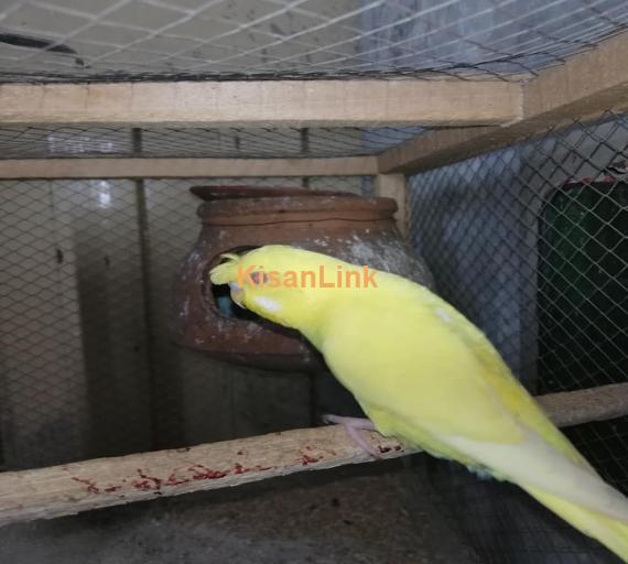 Parrot For Sale