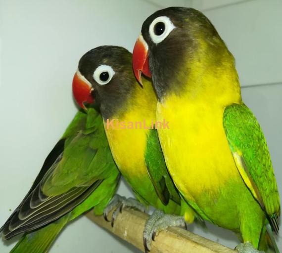 Parrot For Sale