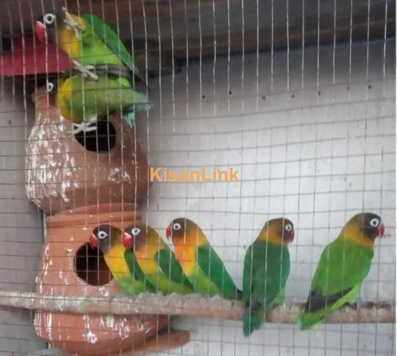 Parrot For Sale