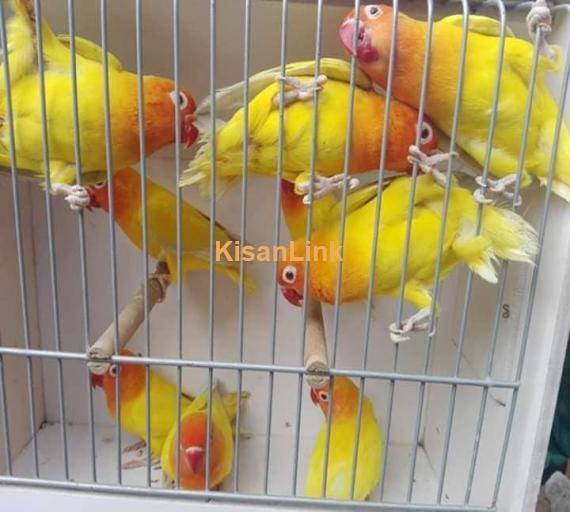 Parrot For Sale