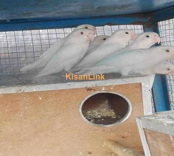 Parrot For Sale