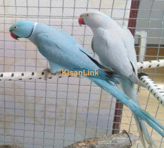 Parrot For Sale