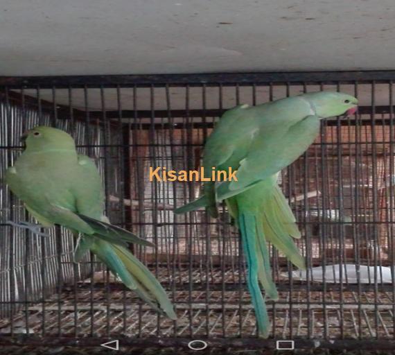 Parrot For Sale