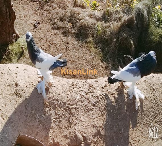 Pigeon Pair For Sale