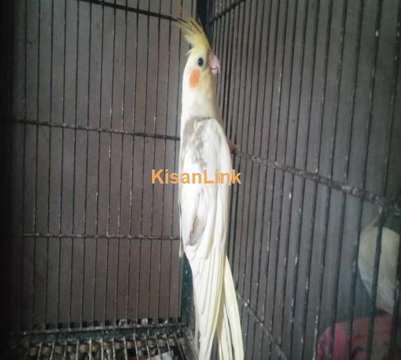 Parrots For Sale