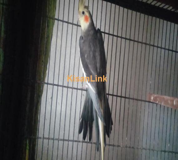 Parrots For Sale