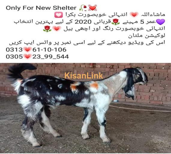Goat For Sale