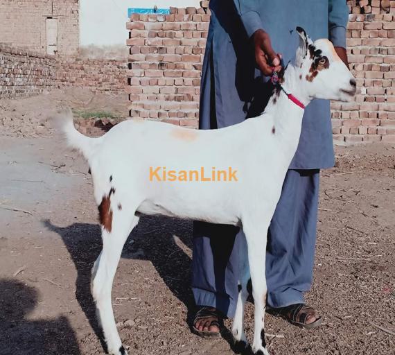 Goat For Sale