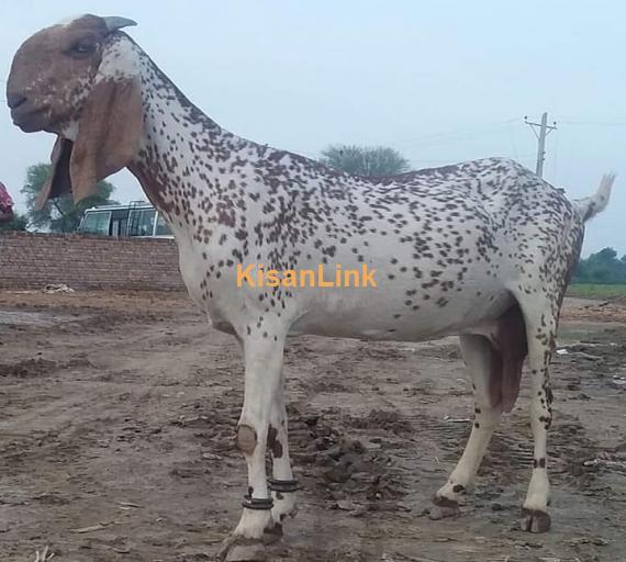 Goat For Sale