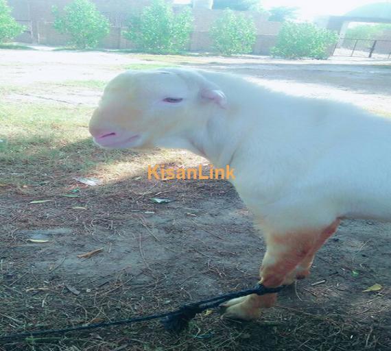 Goat For Sale