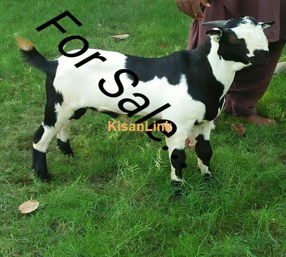 Goat For Sale
