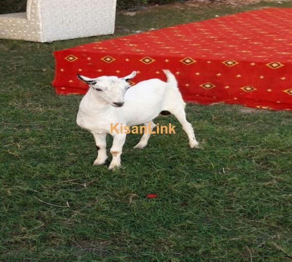 Goat For Sale