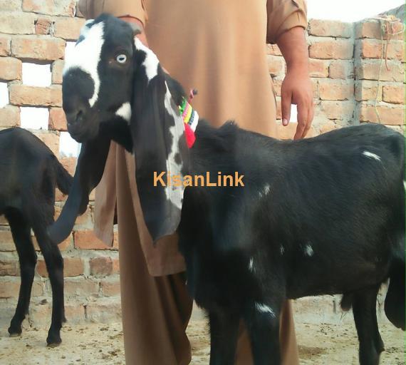 Goat For Sale