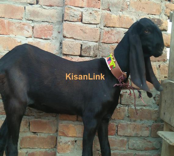 Goat For Sale