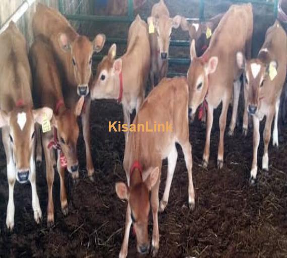 Calves For Sale
