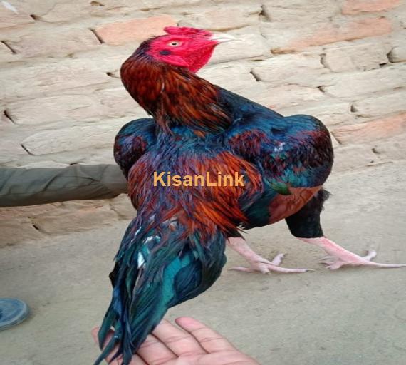 Aseel For Sale