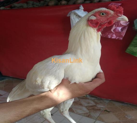 Aseel For Sale