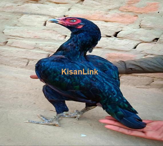 Aseel For Sale