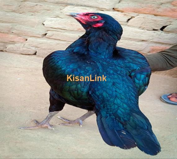 Aseel For Sale