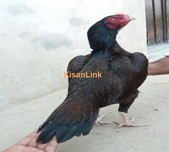 Aseel For Sale