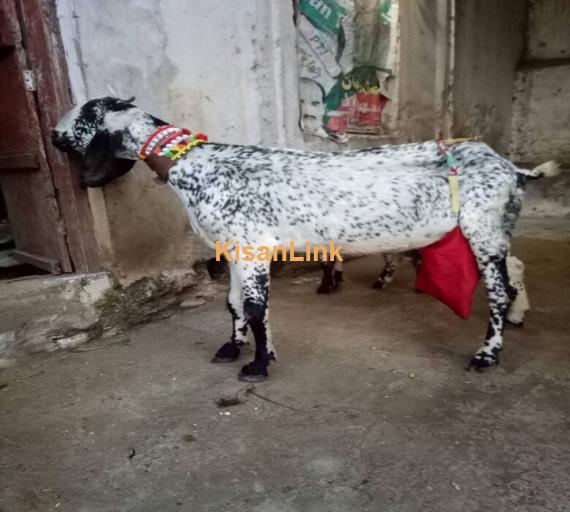 Goat For Sale