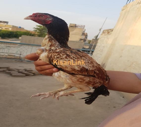 Aseel For Sale