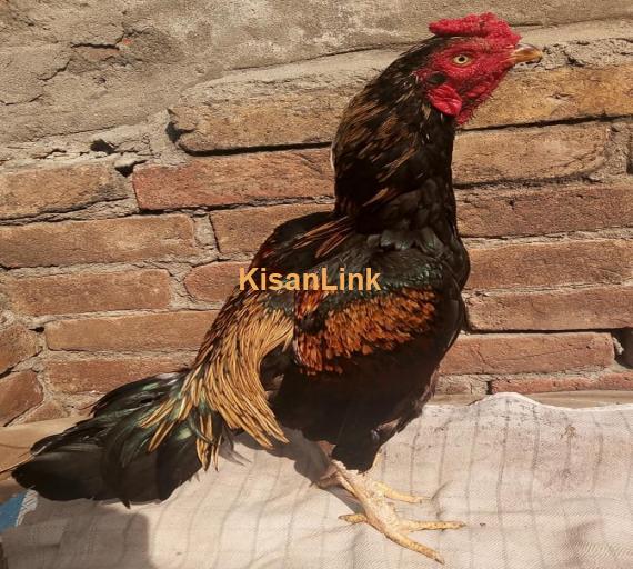 Aseel For Sale