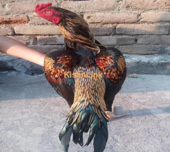 Aseel For Sale