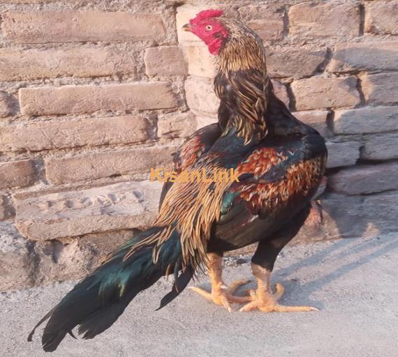 Aseel For Sale